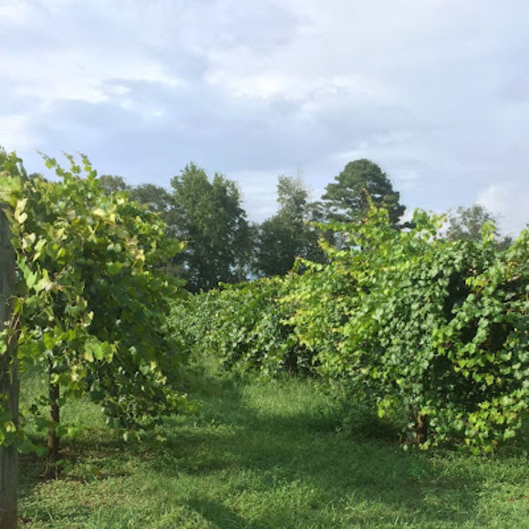 Meet your Posher, Lakeysha - Picture 1 of 1